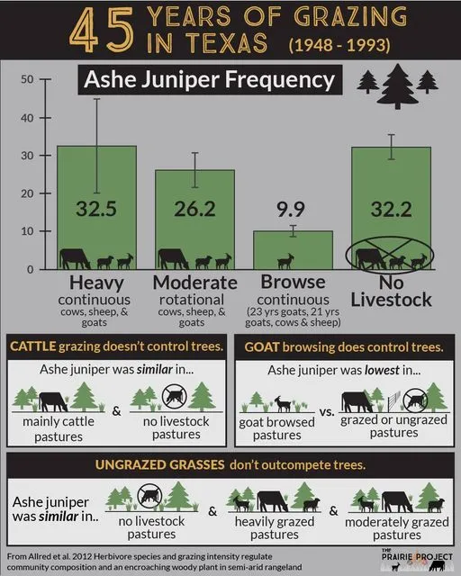 Ashe Juniper (45 years of Grazing)