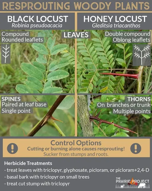 Black Locust v. Honey Locust