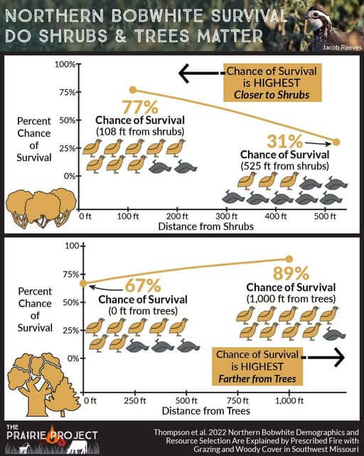 Bobwhite Survival (shrubs)