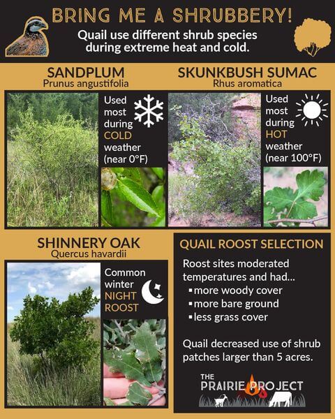 Bring Me a Shrubbery