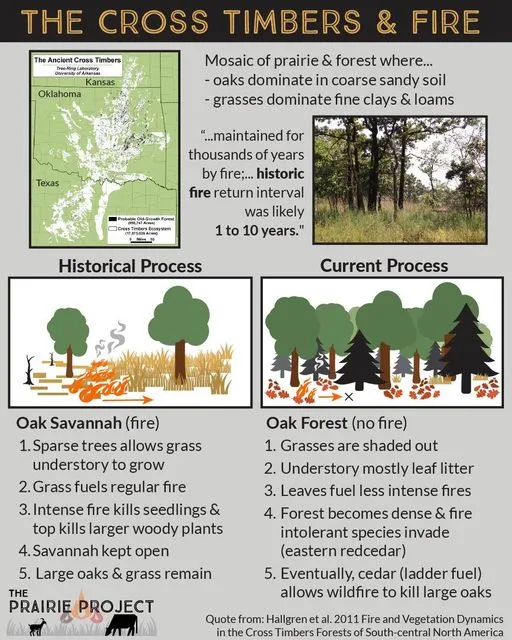 Cross Timbers and Fire