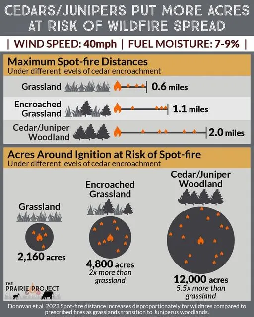 Eastern Red Cedar (Increase Wildfire Danger 2)