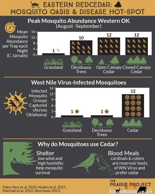 Eastern Red Cedar (Mosquito)