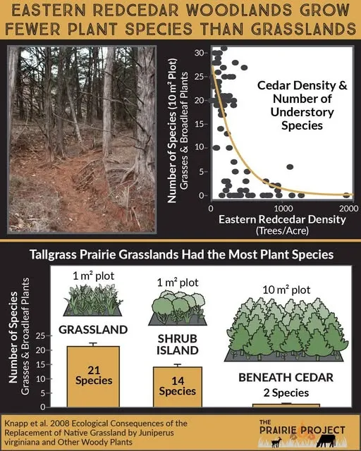 Eastern Red Cedar (Plant Diversity)