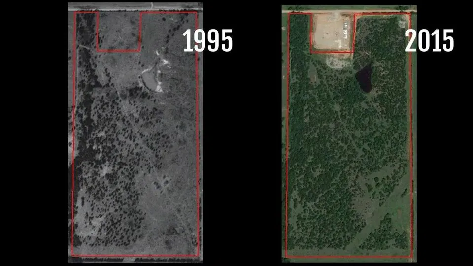 Eastern Red Cedar (Quick Invader)