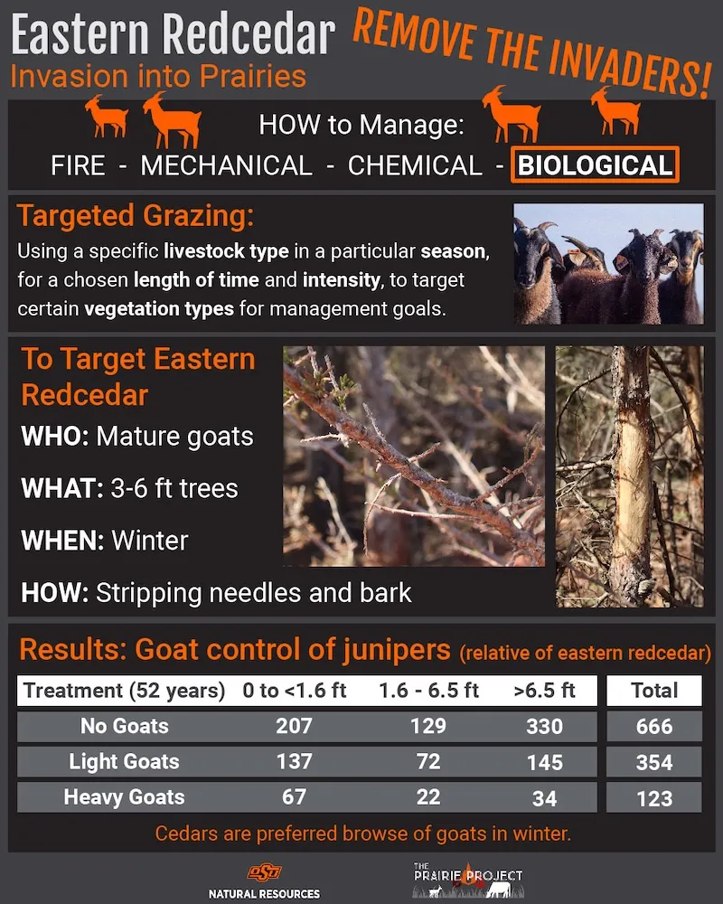 Eastern Red Cedar Removal (Biological)