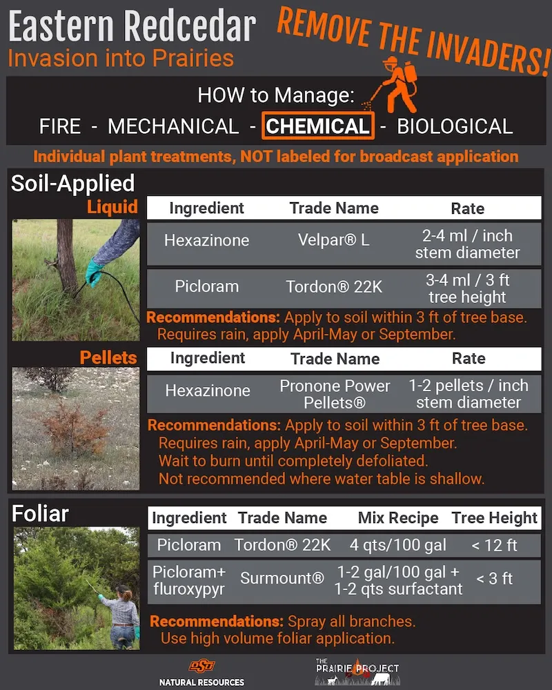 Eastern Red Cedar Removal (Chemical)