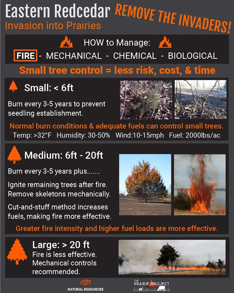 Eastern Red Cedar Removal (Fire)