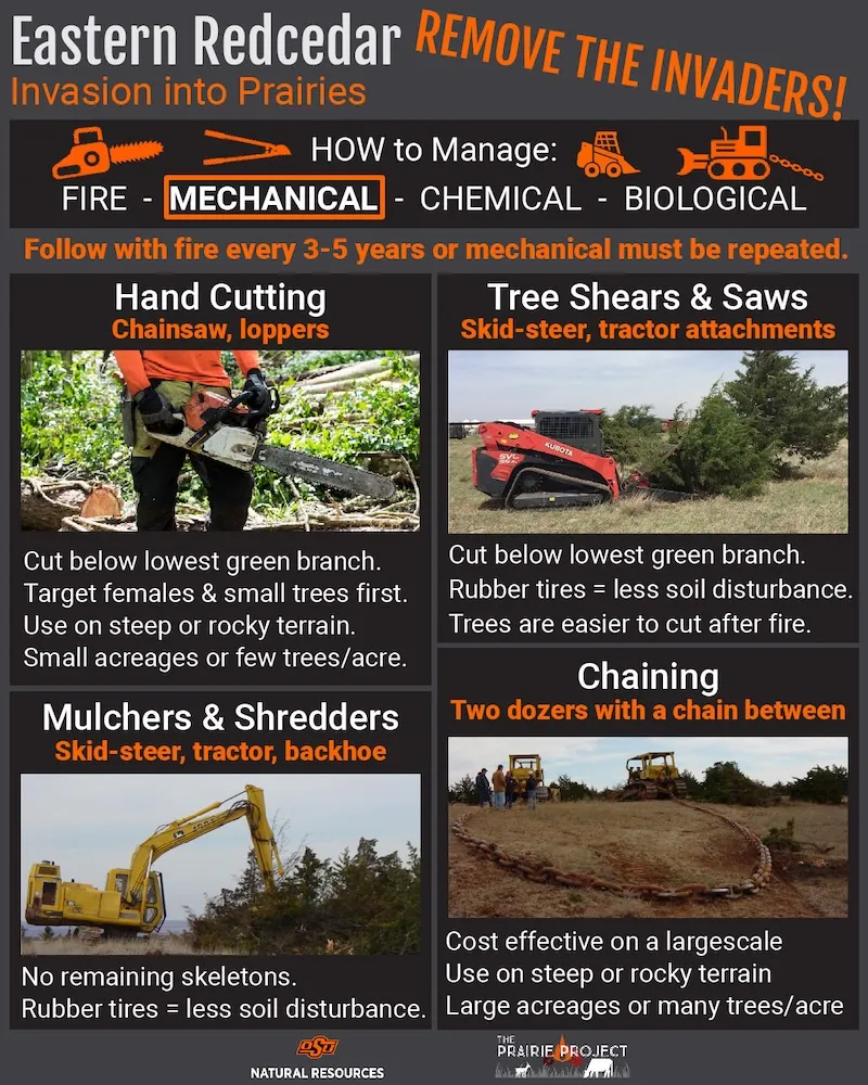 Eastern Red Cedar Removal (Mechanical)