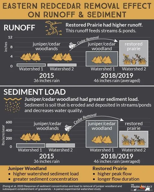 Eastern Red Cedar (Runoff and Sediment)
