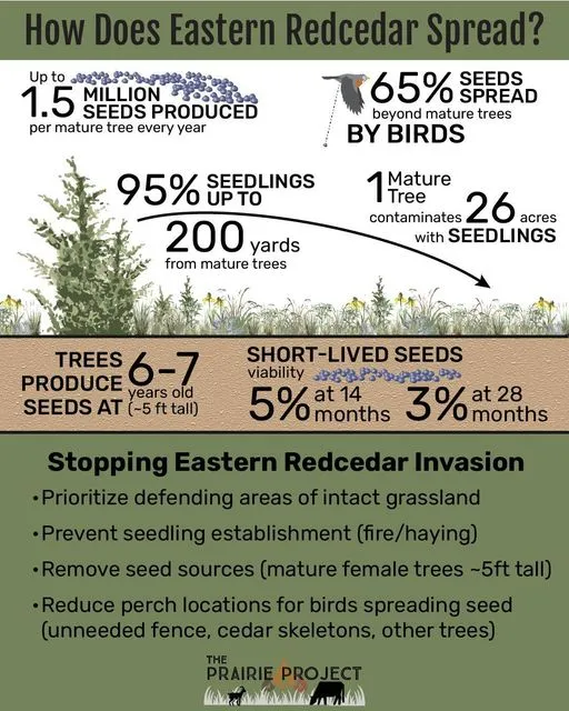 Eastern Red Cedar (Spread 1)