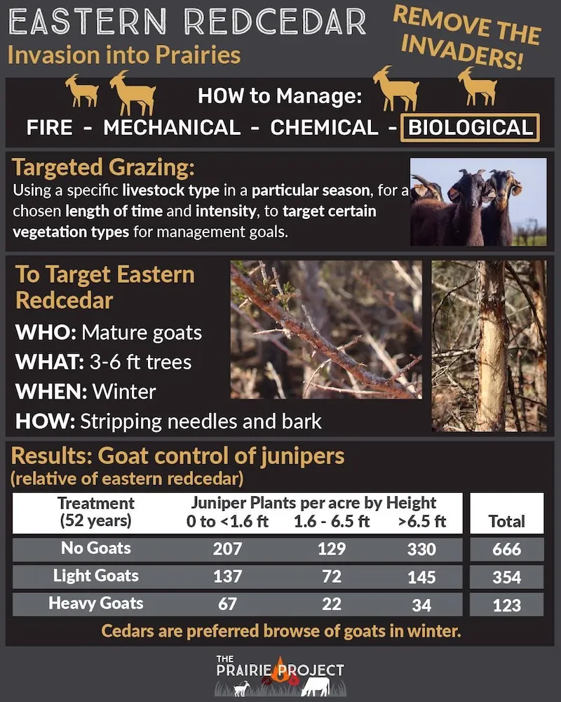 Eastern Redcedar Control Biological