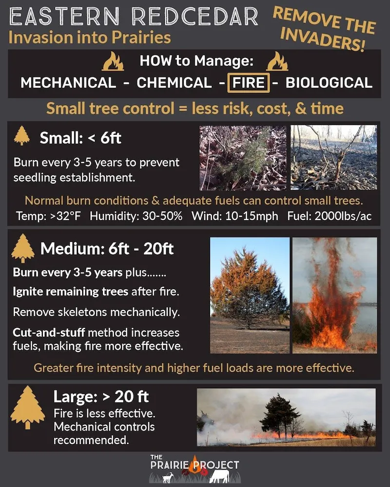 Eastern Redcedar Control Fire