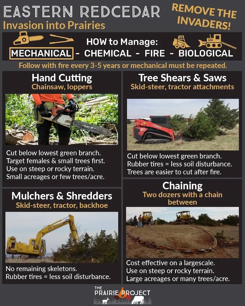 Eastern Redcedar Control Mechanical