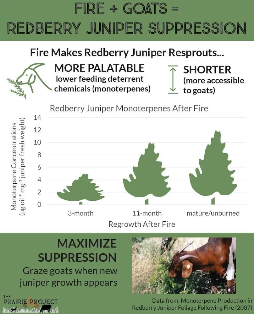 Fire and Goats (Redberry Juniper)