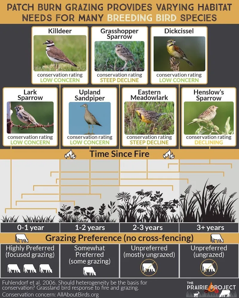 Fire and Grazing (Breeding Birds)