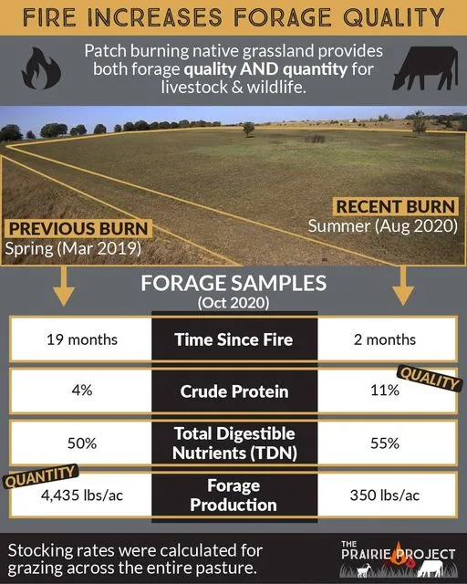Fire Increases Forage Quality
