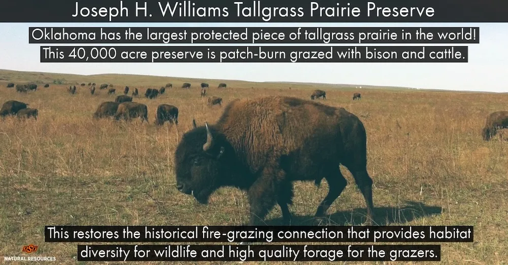 Joseph H. Williams Tall Grass Prairie Preserve