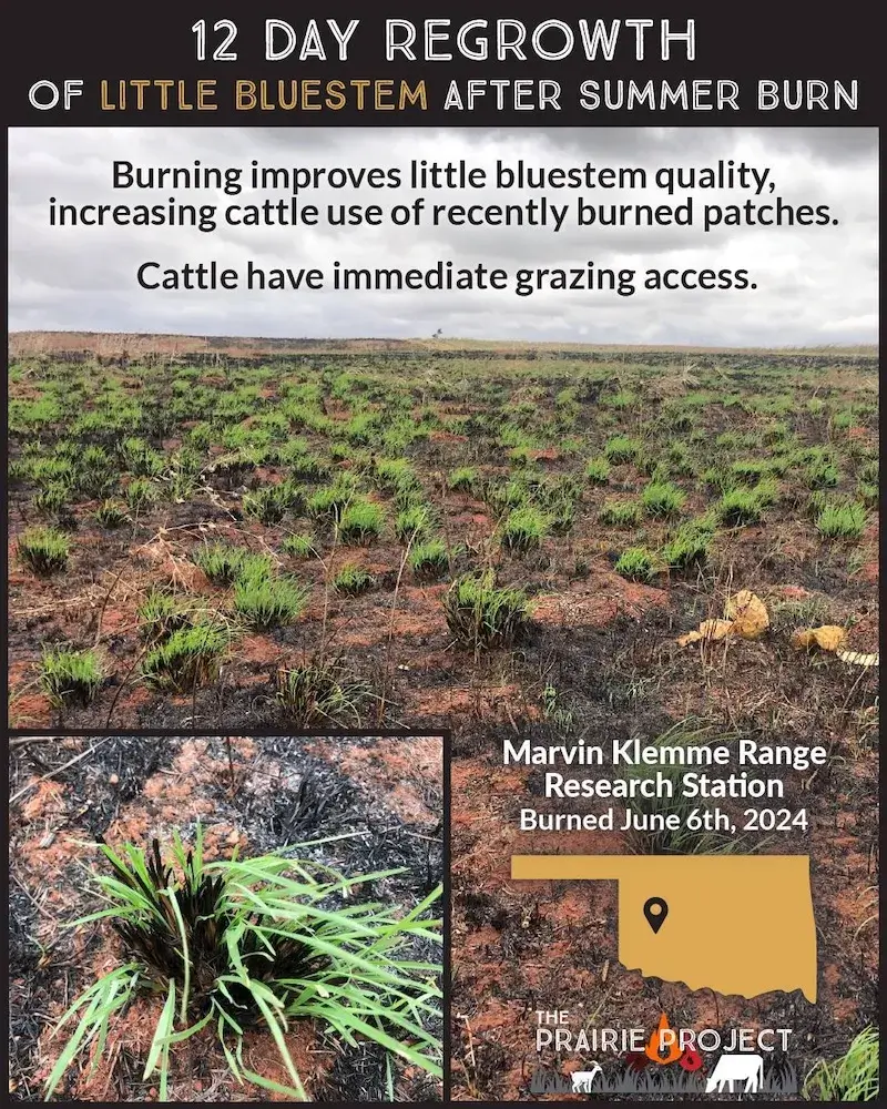 Little Bluestem Regrowth After Summer Fire