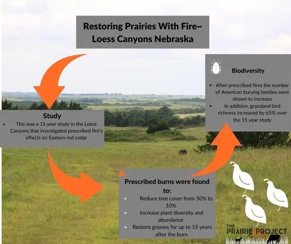 Loess Canyon (Restoring Prairie)