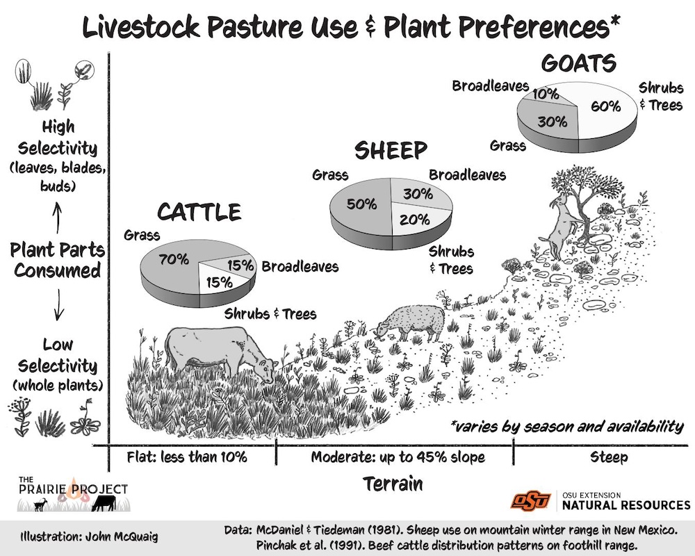 Pasture Use Differences in Livestock