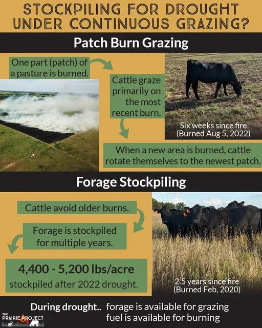 Patch Burn Grazing