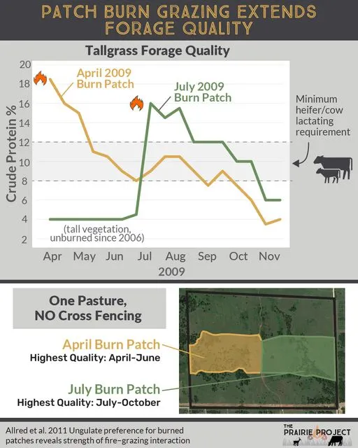 Patch Burn Grazing (Extends Forage Quality)