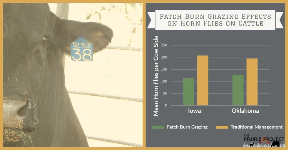 Patch Burn Grazing (Horn Flies)