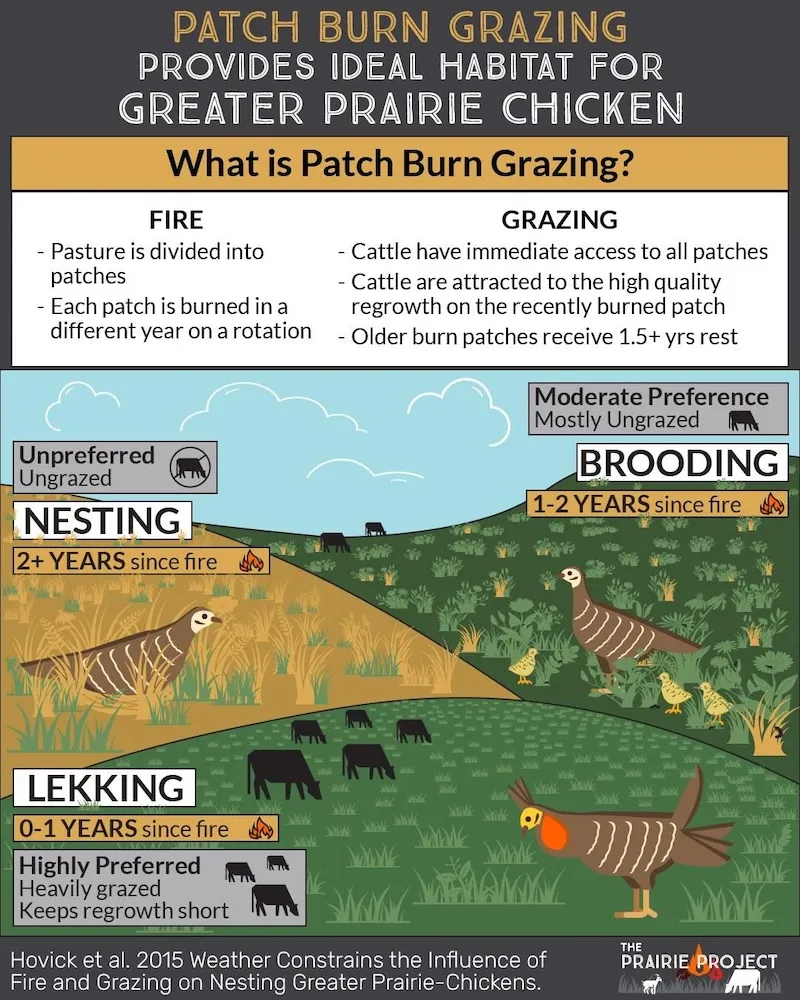 Patch Burn Grazing (Prairie Chicken)