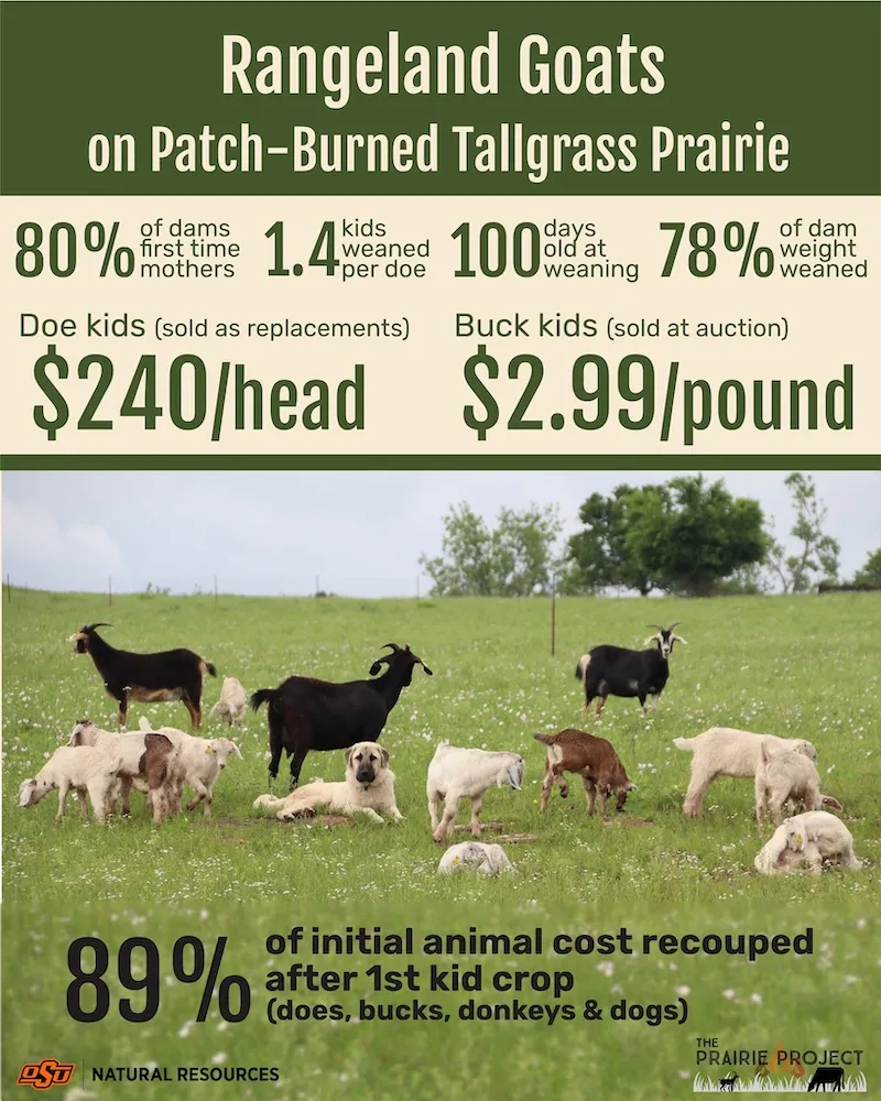 Rangeland Goats on Patch Burn