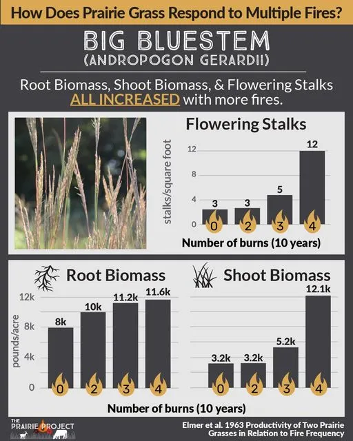 Response to Fire (Big Bluestem)