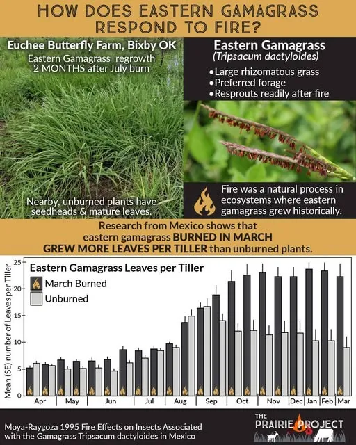 Response to Fire (Eastern Gamagrass)