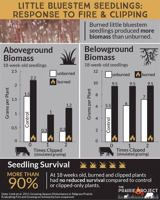 Response to Fire (Little Bluestem)