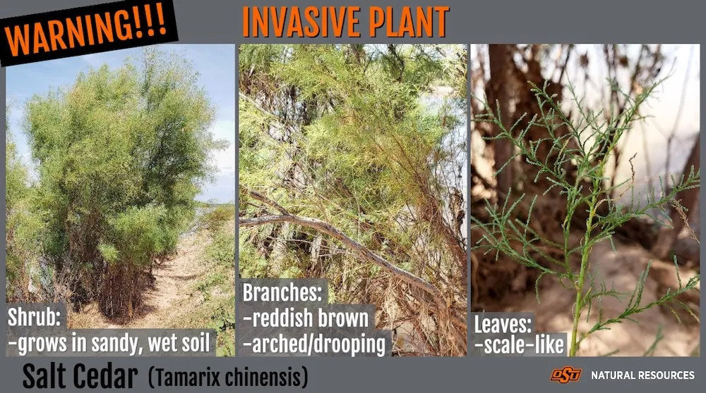 Salt Cedar