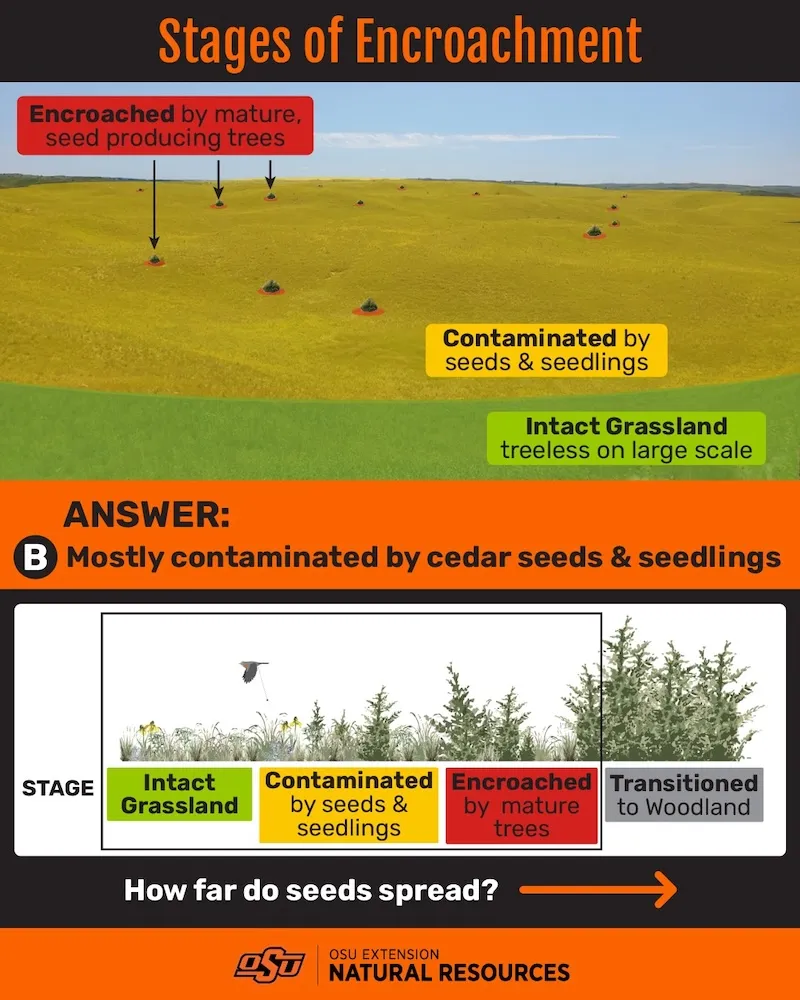 Stages of Woody Encroachment 1