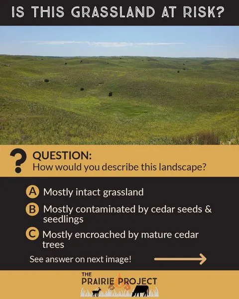 Stages of Woody Encroachment 2