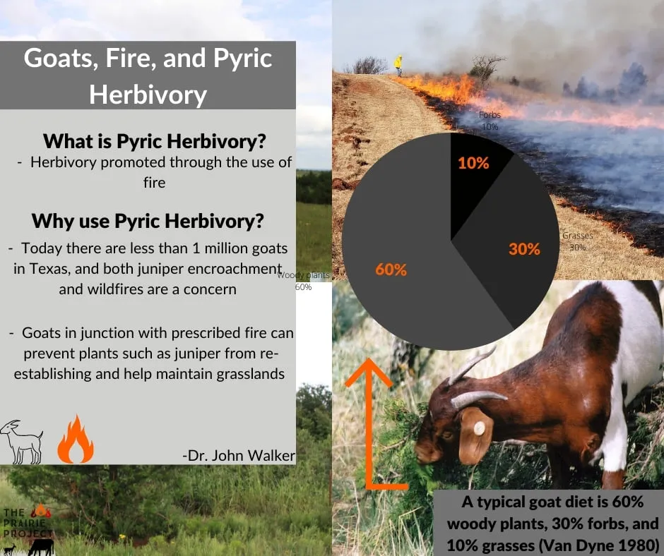 What is Pyric Herbivory
