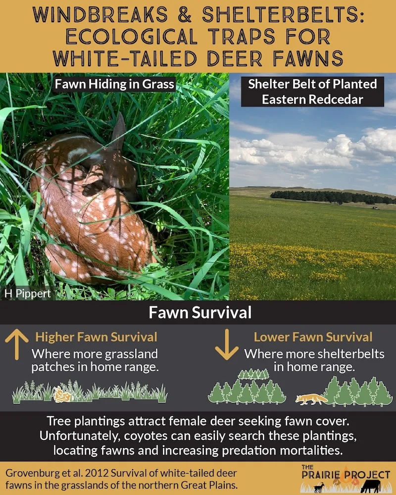 Windbreaks & Shelterbelts Ecological Traps for White-Tailed Deer Fawns