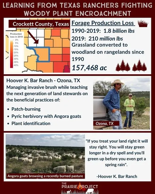 Woody Encroachment (Crockett CO, TX)