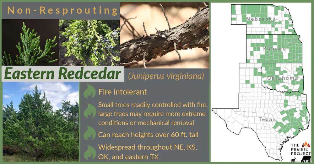 Woody Plant (Eastern Red Cedar)