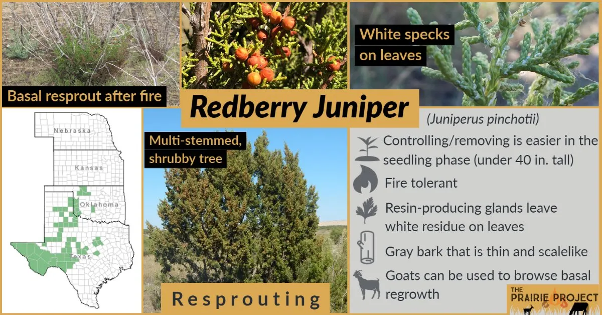 Woody Plant (Redberry Juniper)
