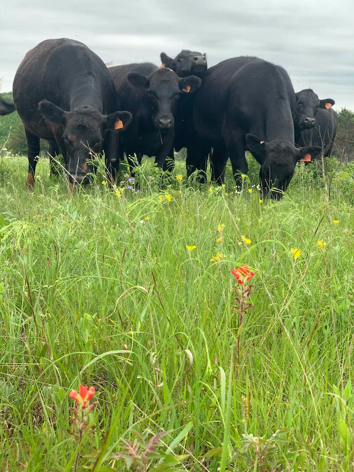 Patch burn grazing effects on vegetation