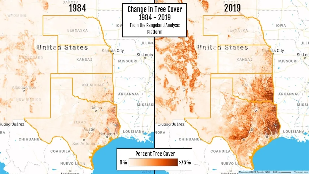 Eastern redcedar invasion