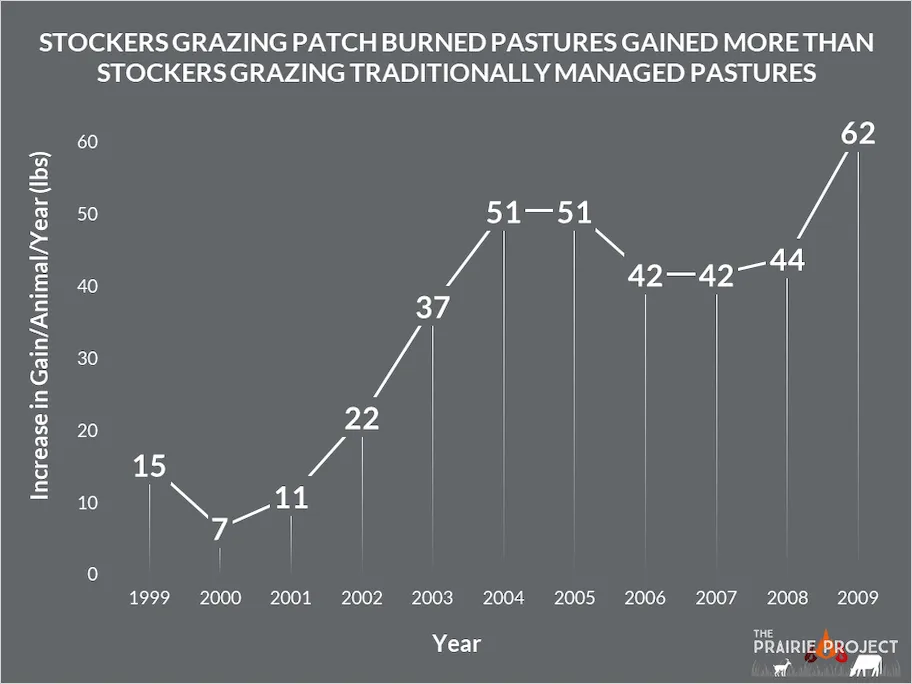 Stocker cattle performance