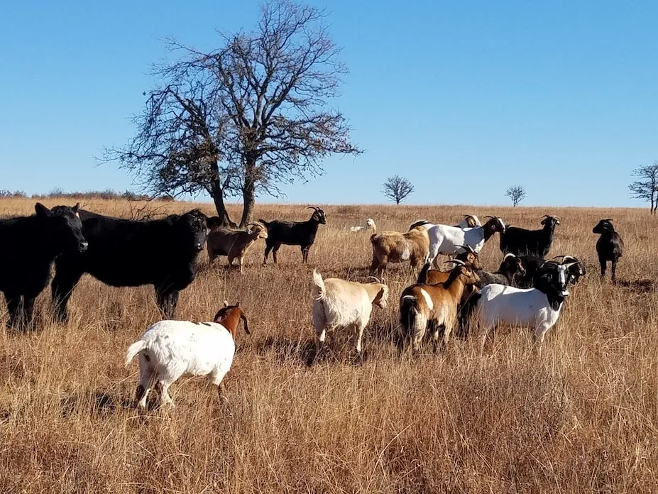 Integrated brush control and goats