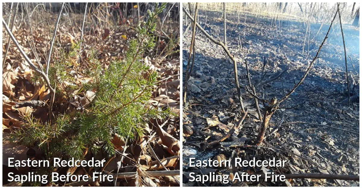Eastern redcedar before and after prescribed fire