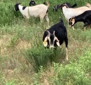 Goat grazing