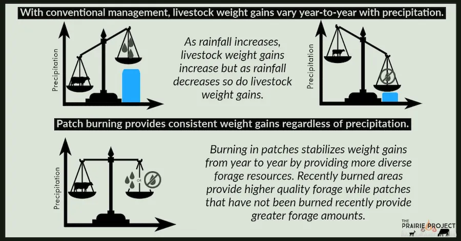 Livestock performance during drought