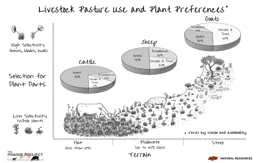 Livestock in pasture