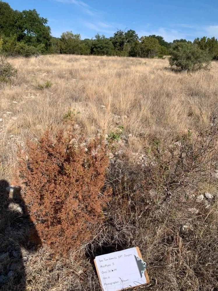 Prescribed fire for woody plant management